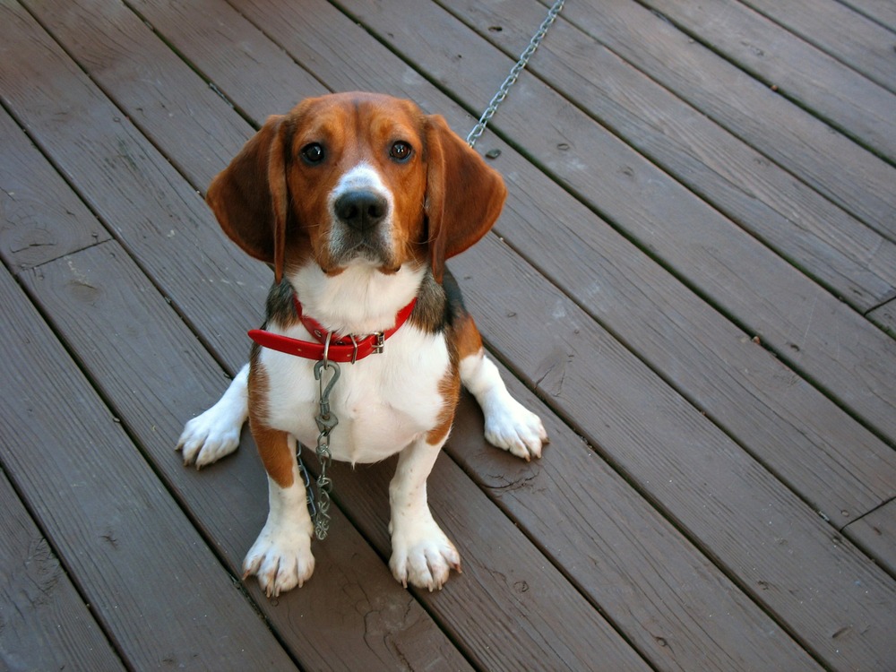 Beagle dog