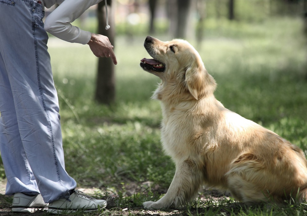 Golden Retriever training