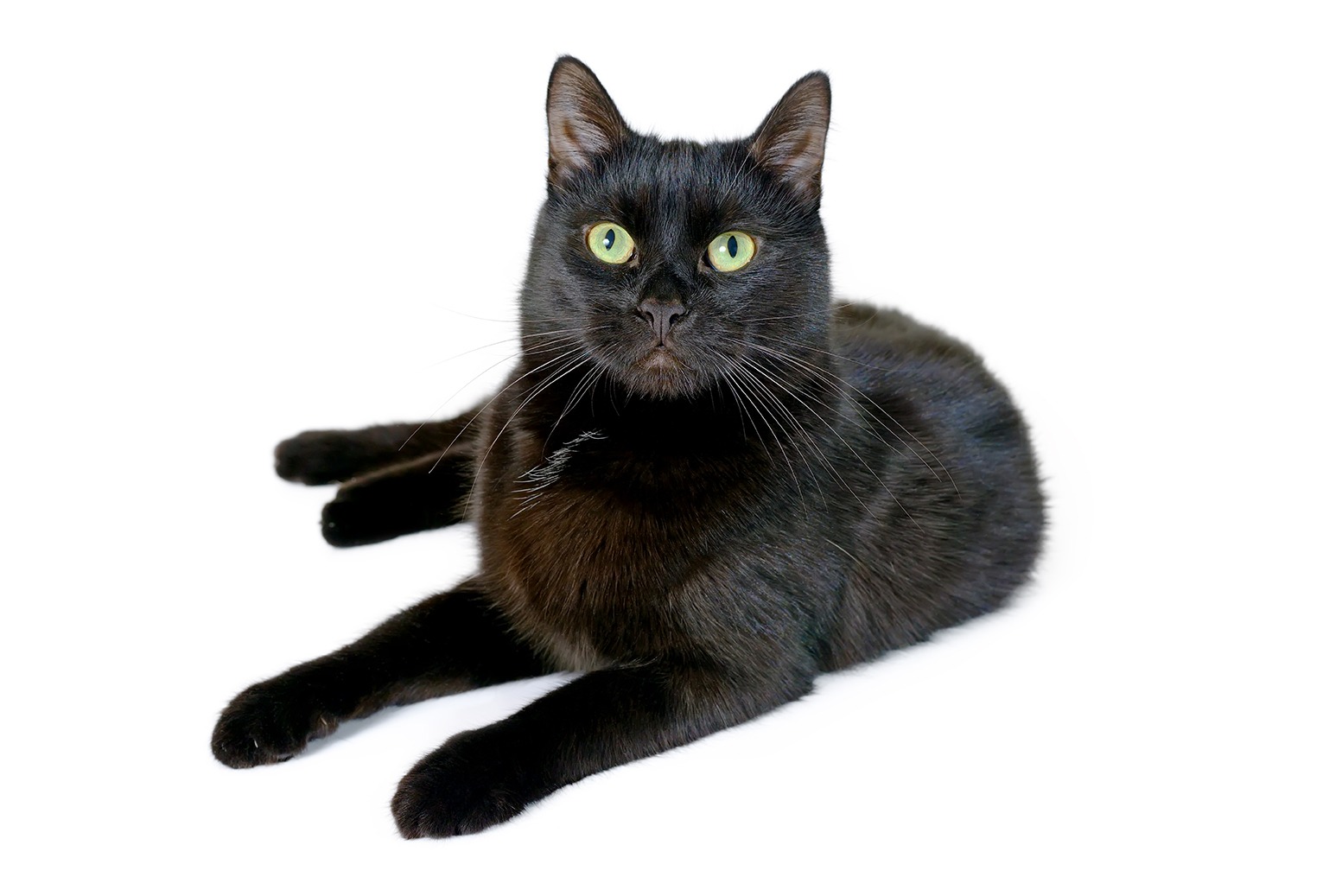 5 Pawsitively Fascinating Facts About Black Cats Webbox