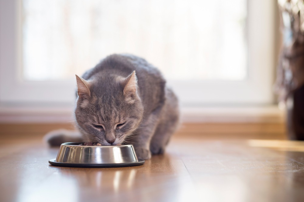 Adult cat feeding deals