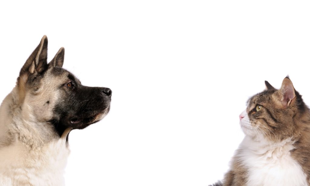 5 Ways to Help Your Dog and Cat Get Along - Webbox