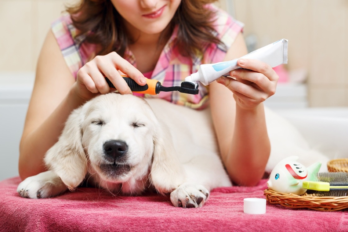 5 Ways to Help Your Dog and Cat Get Along - Webbox