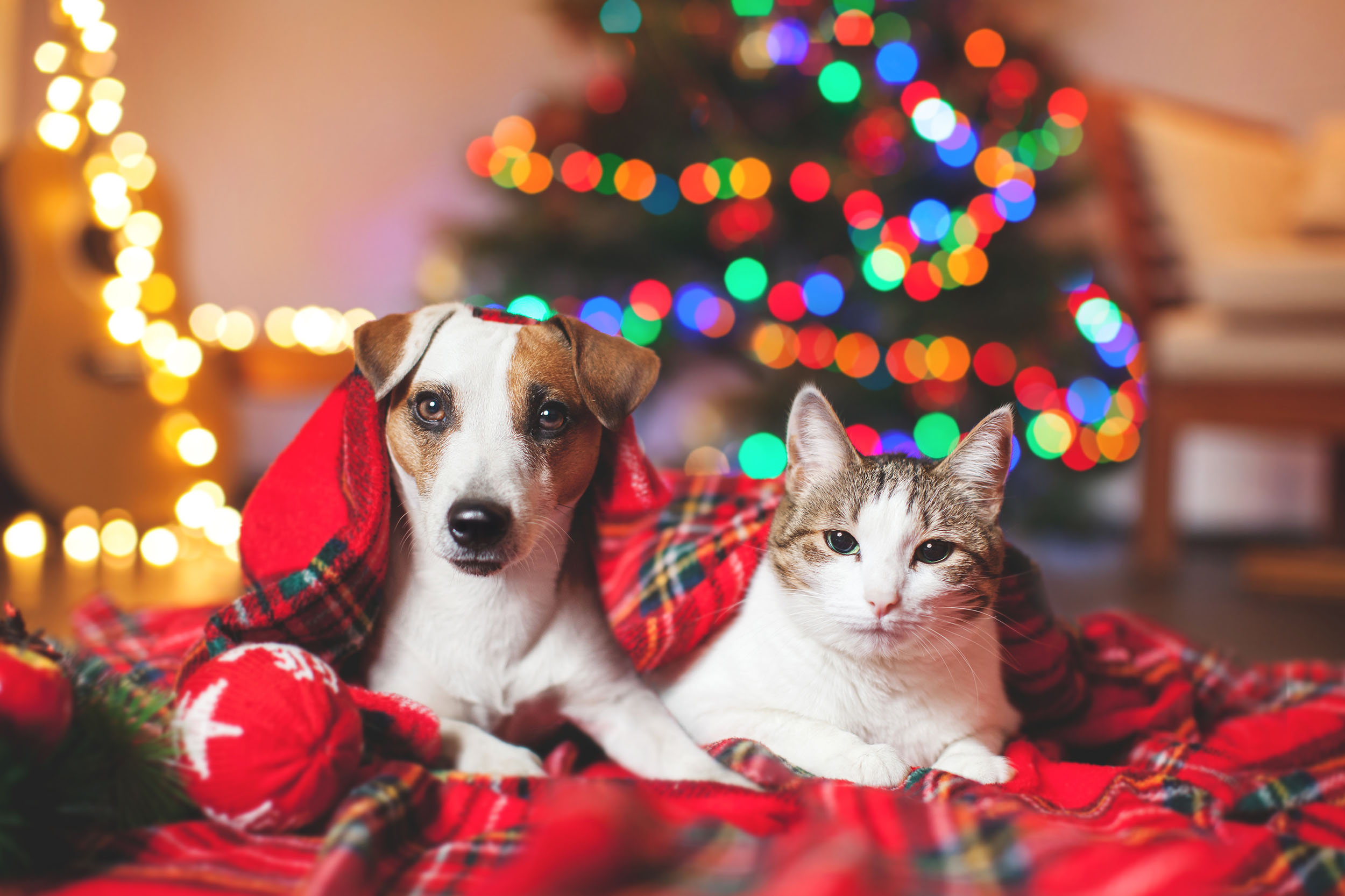 5 Ways to Help Your Dog and Cat Get Along - Webbox