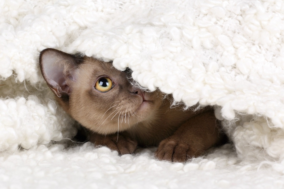 Pets sales to remember