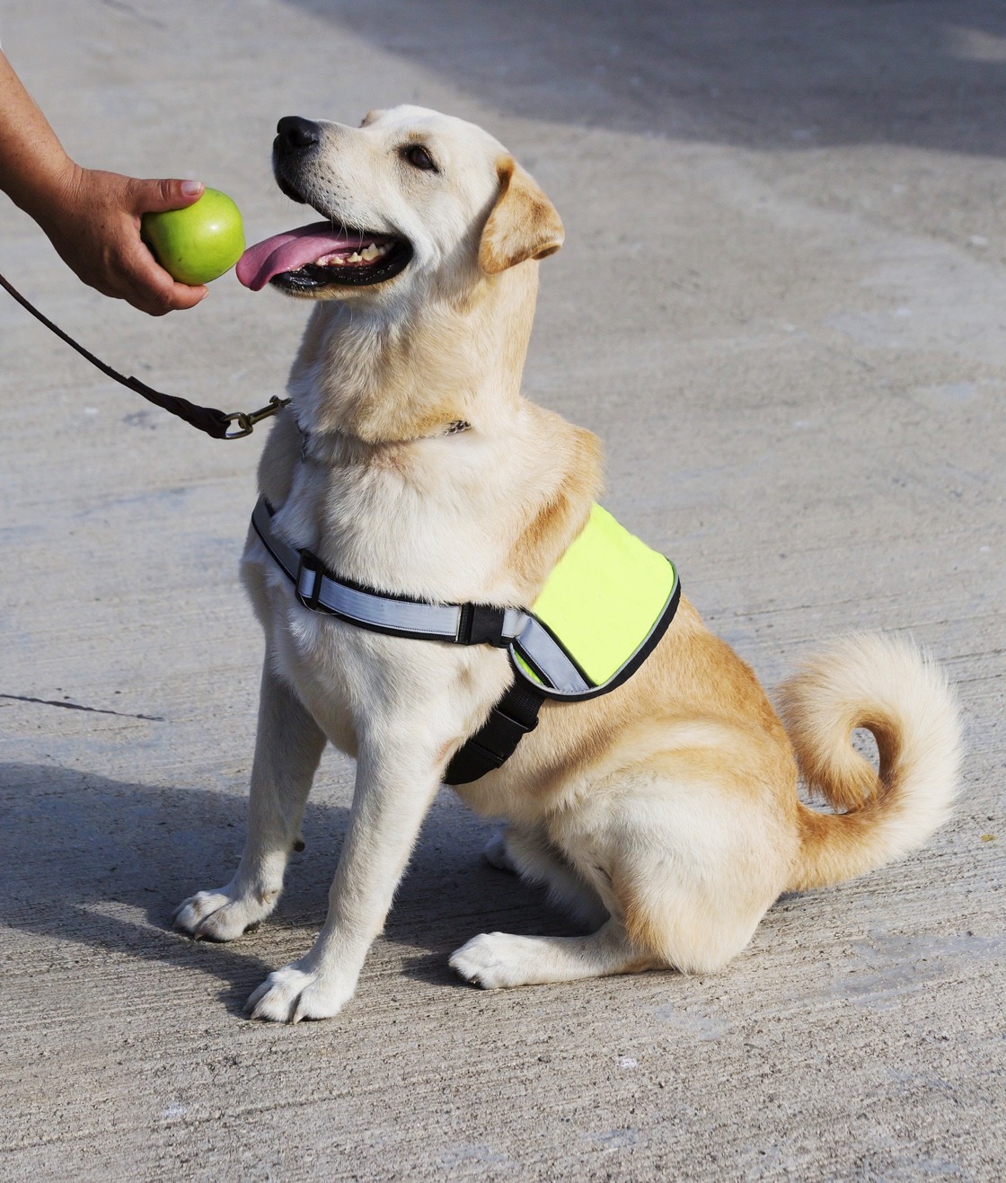 National Guide Dog Days Webbox