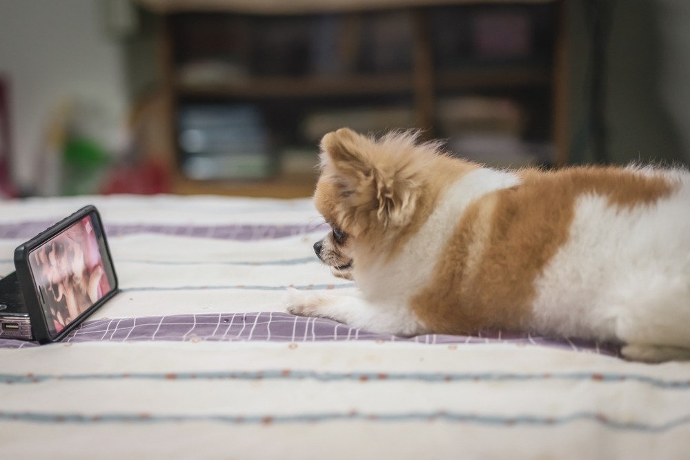 How to Keep Your Dog Busy While You're At Work! 