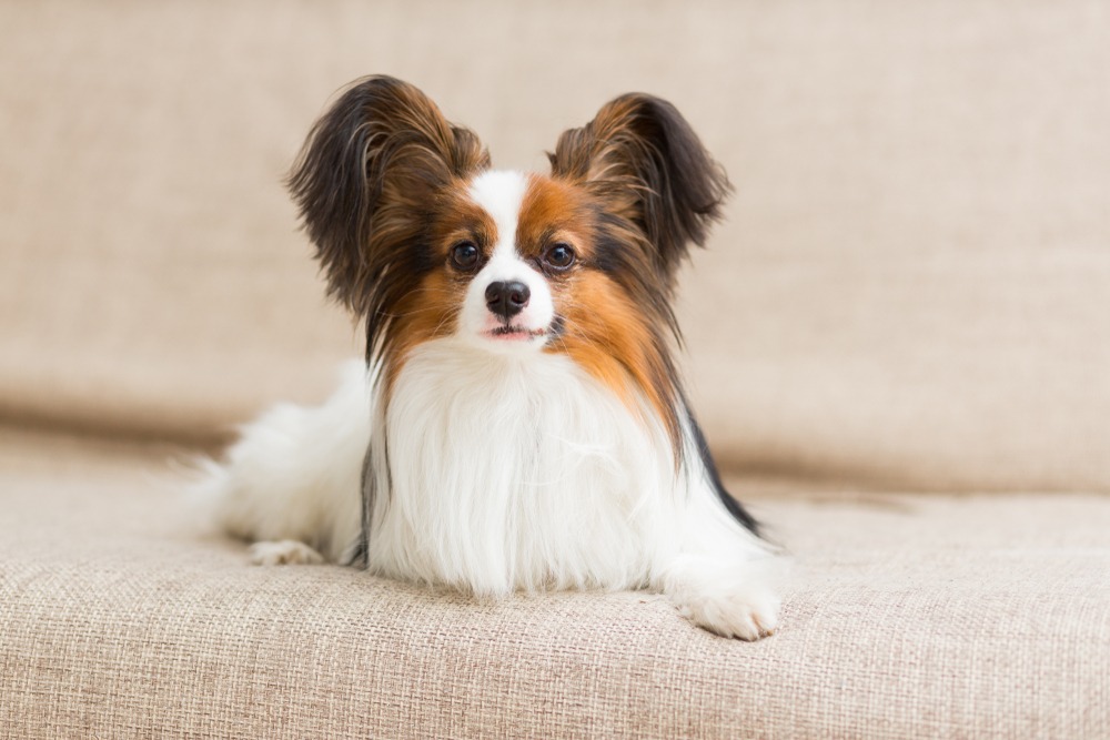 The Best Dogs for First Time Owners Webbox