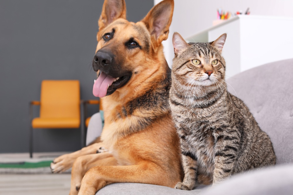 Are Dogs and Cats Really Enemies?