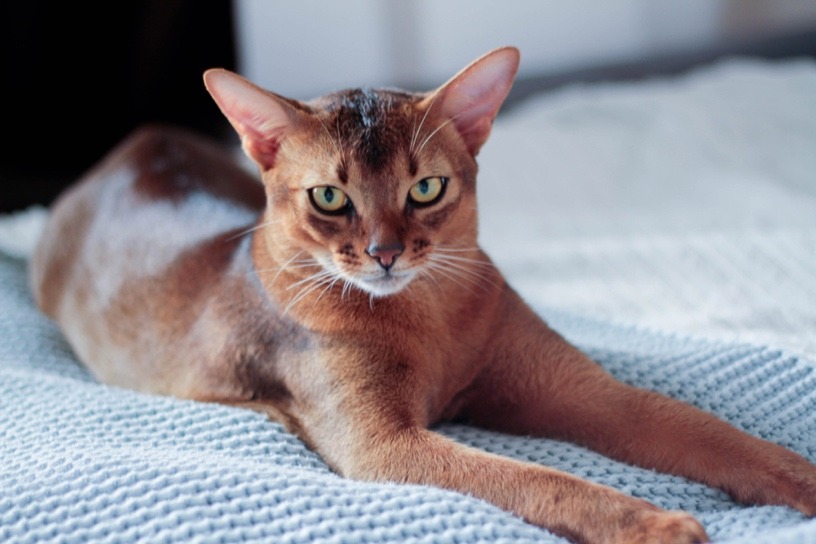 The most affectionate cat breeds - Webbox