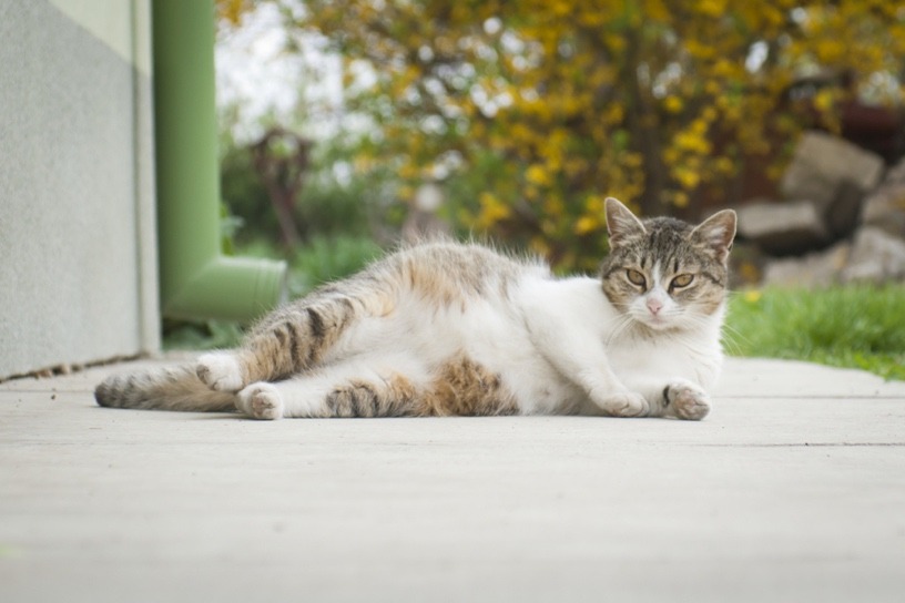 Cat pregnancy symptoms signs new arrivals