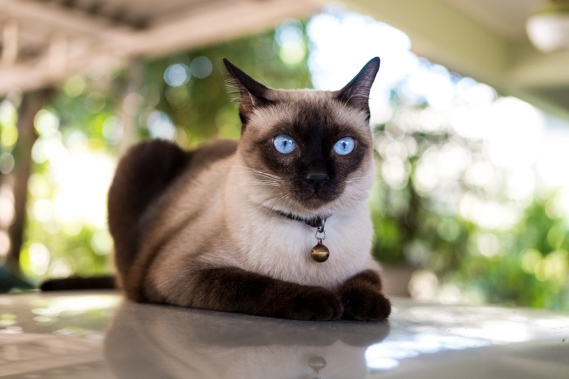 10 Cat Breeds That Make Great Indoor Companions