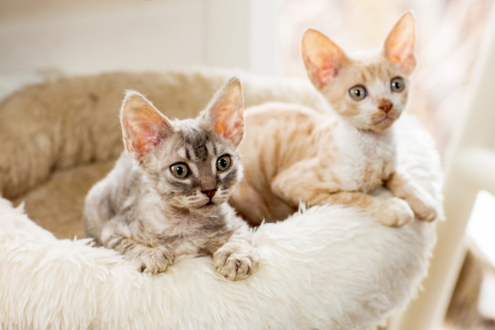 The most affectionate cat breeds - Webbox