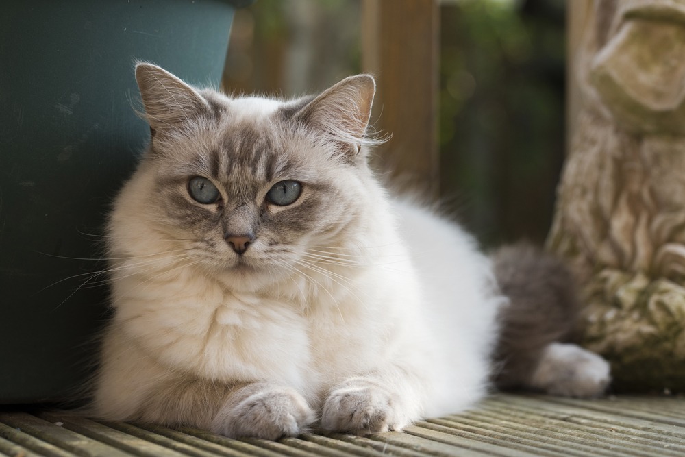 The most affectionate cat breeds - Webbox