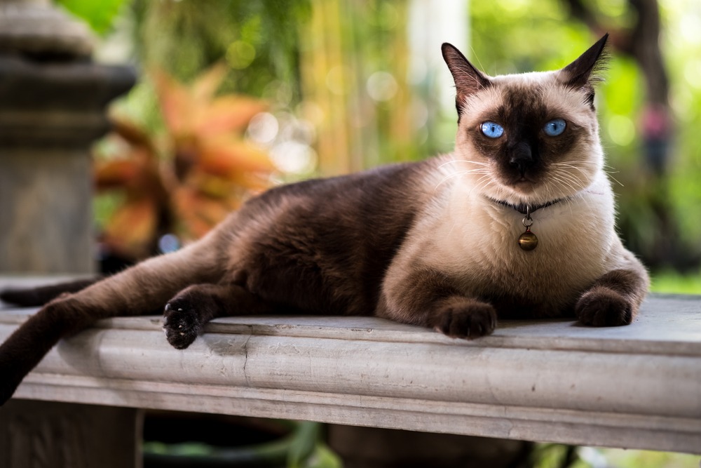 The most affectionate cat breeds - Webbox