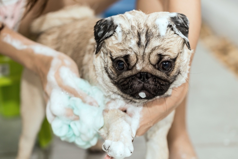 How to Stop Your Dog Smelling Webbox