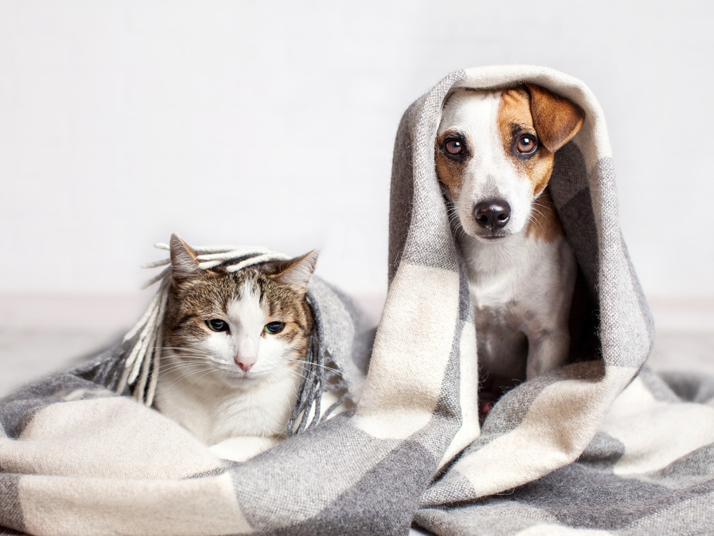 Top Tips For How To Get Cats And Dogs To Live Together - Webbox