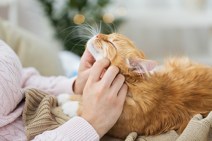 Thinking of getting a cat?