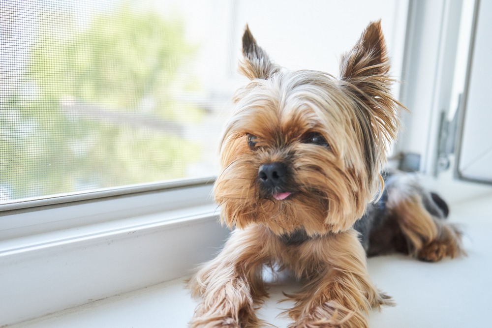 Yorkshire Terrier