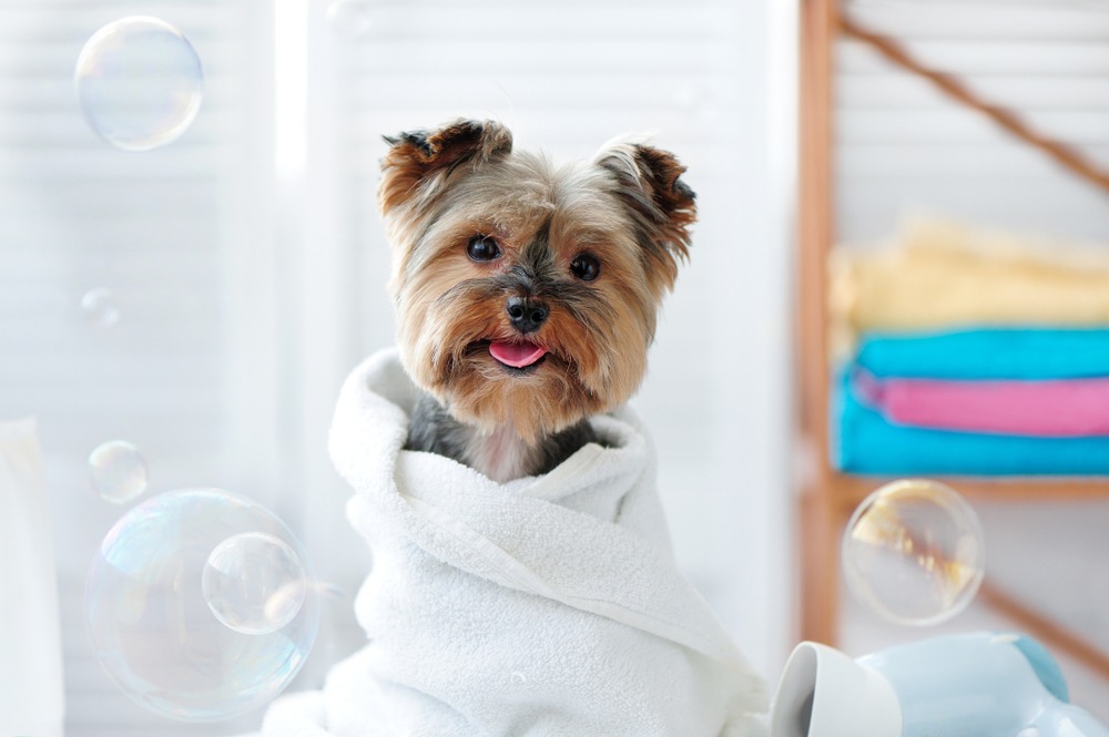 how often should i bathe a puppy