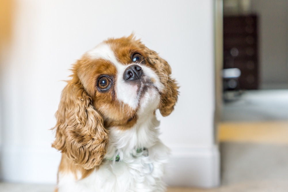 King Charles Spaniel