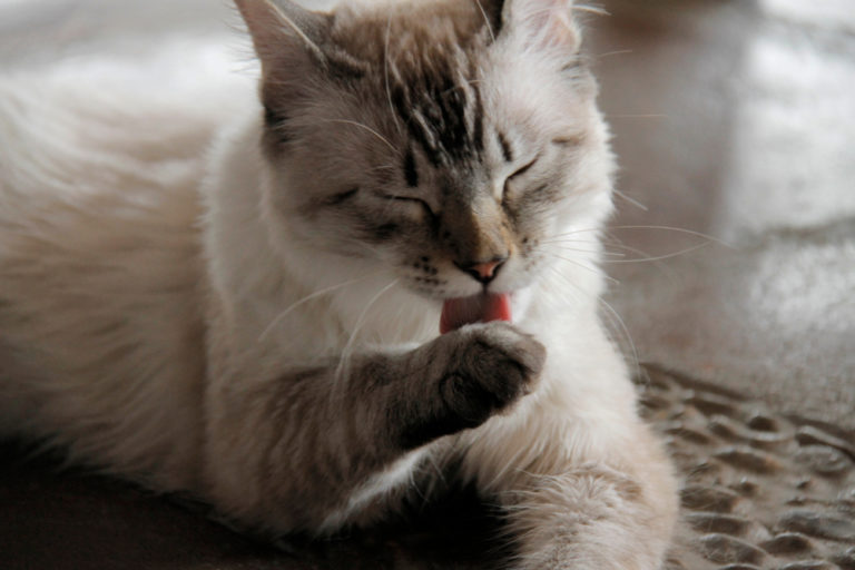 Why Is My Cat Always Hungry? box