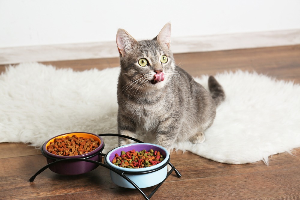 diabetic cat food uk