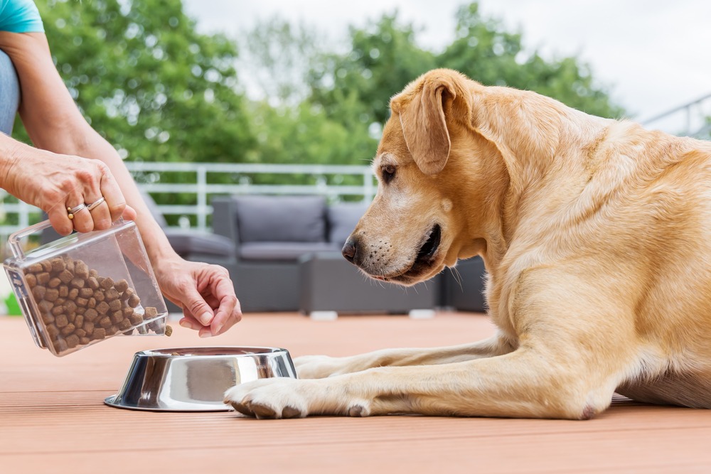 what happens if you feed your dog human food