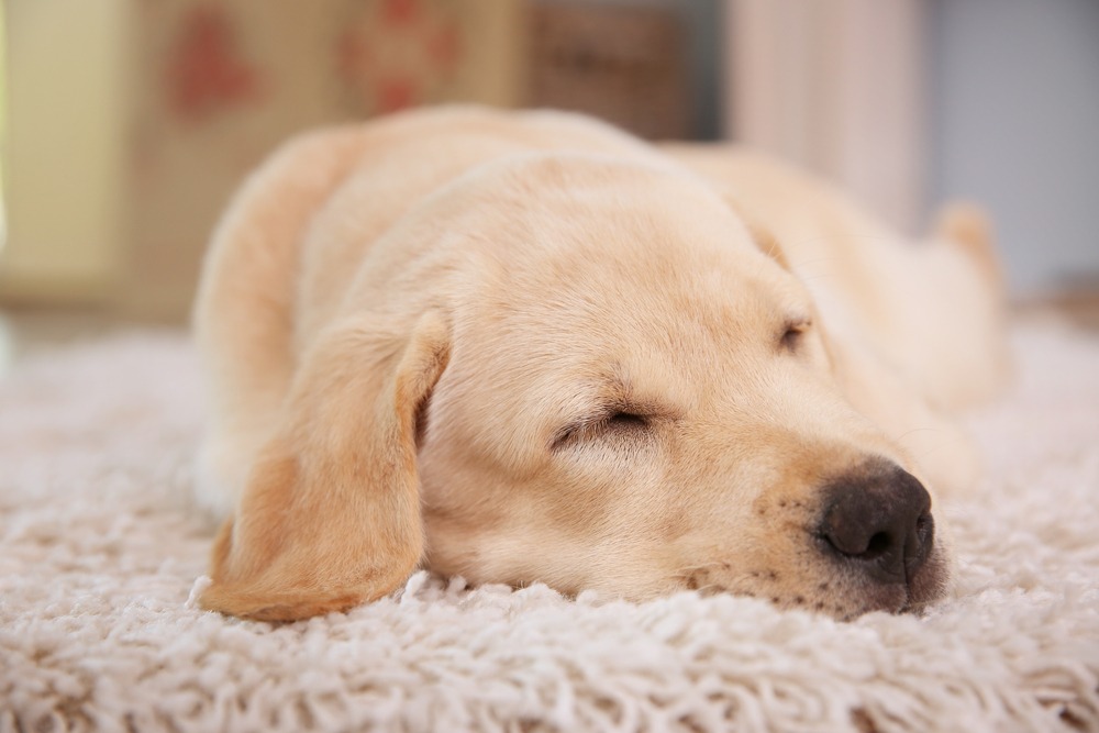 Sleeping labrador