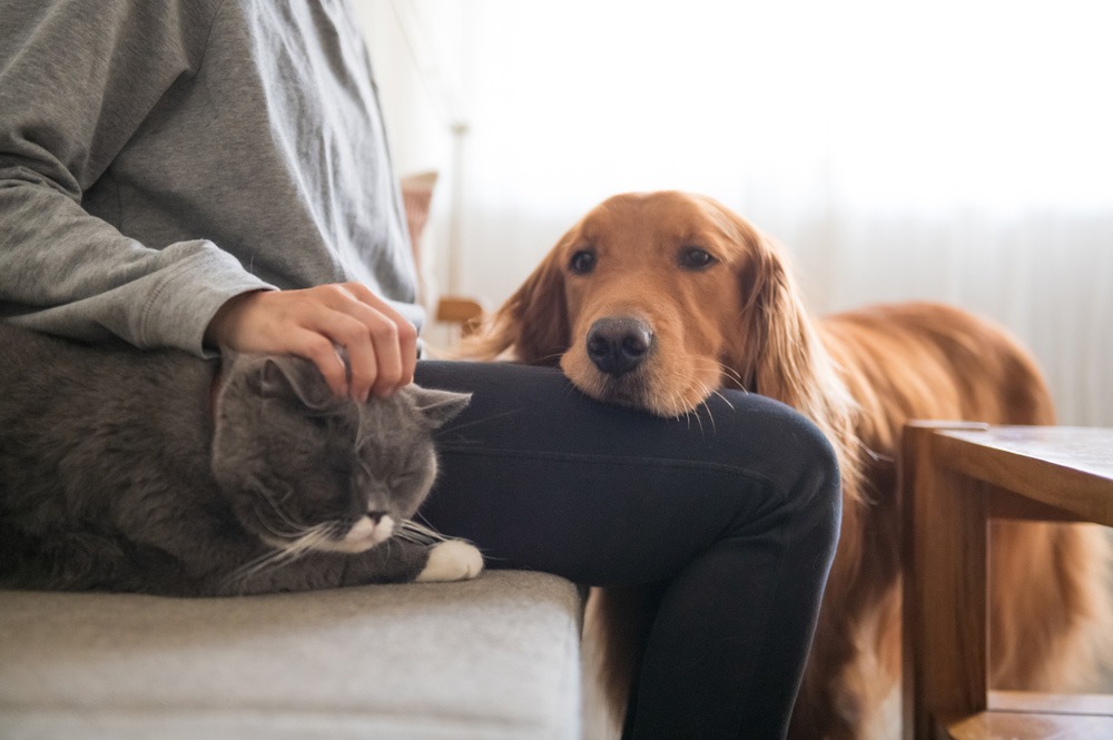 Top Tips For How To Get Cats And Dogs To Live Together - Webbox