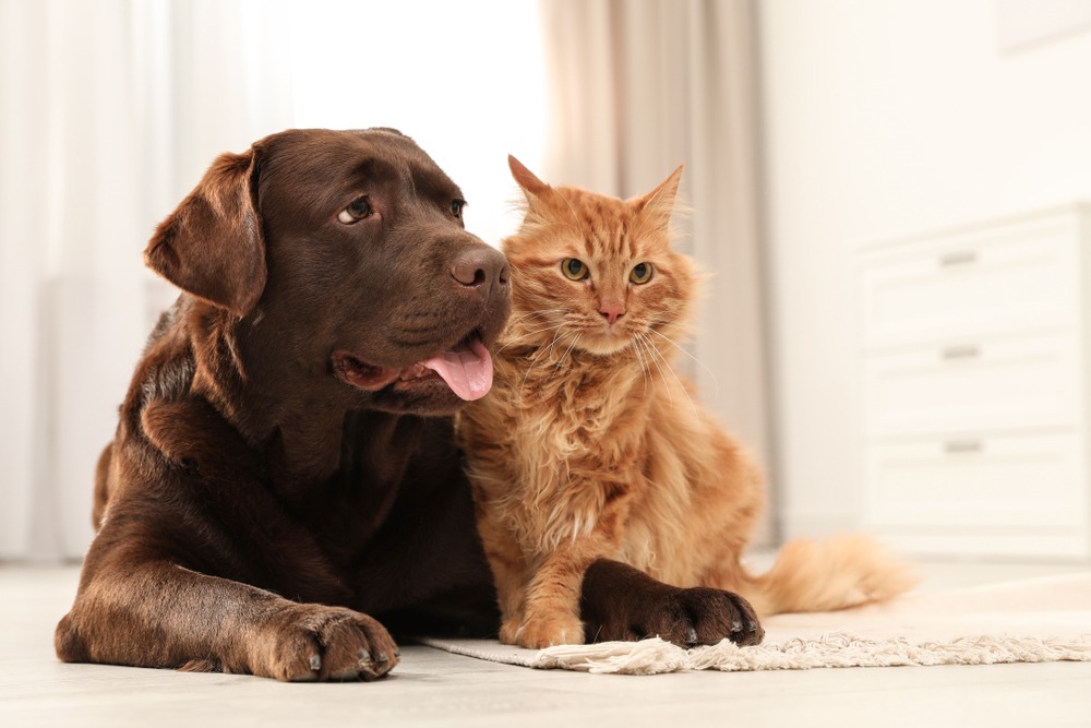 5 Ways to Help Your Dog and Cat Get Along - Webbox