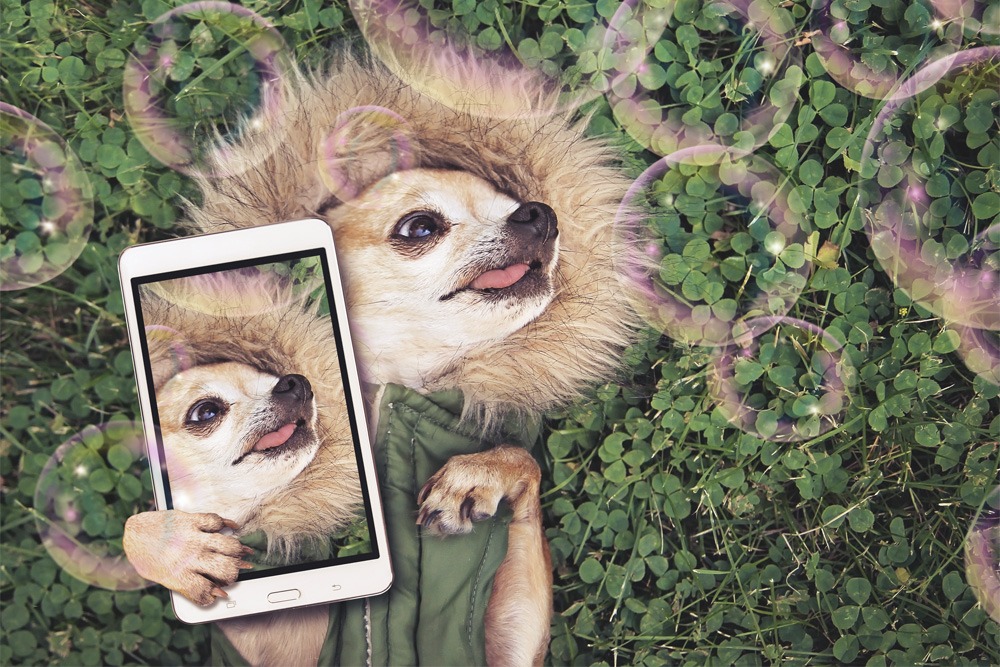 10 pet Instagram accounts you need to follow | Webbox Naturals