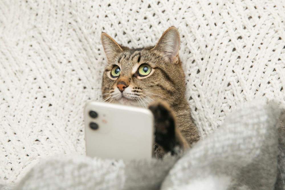 I am a coolcoolcat😠#cat