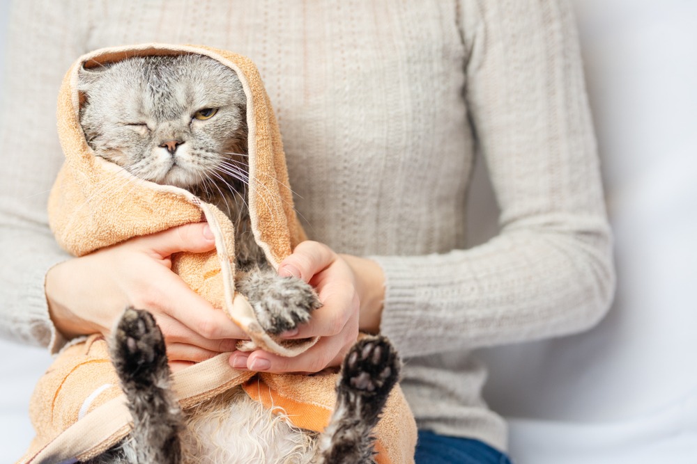 5 Ways to Help Your Dog and Cat Get Along - Webbox