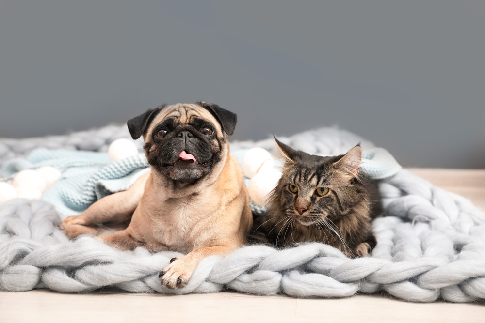 5 Ways to Help Your Dog and Cat Get Along - Webbox