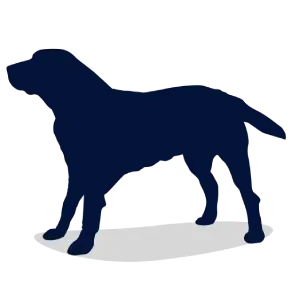 Dog senior.