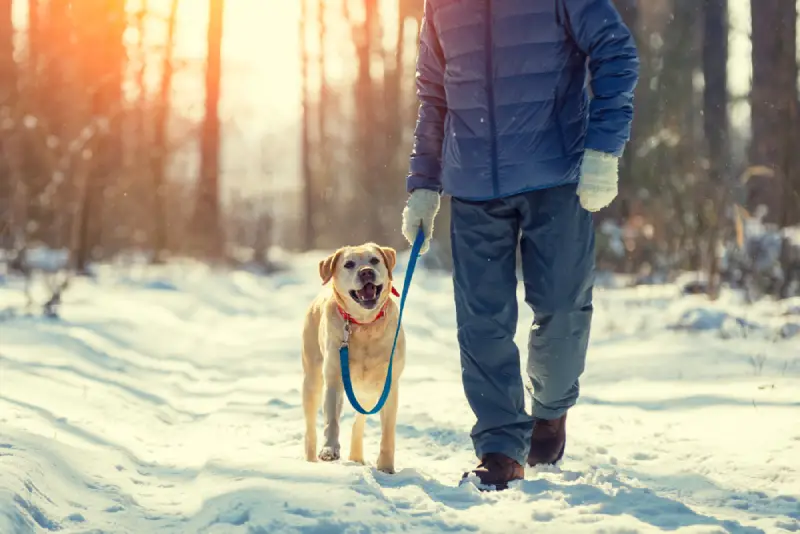 Webbox’s Top 20 Christmas Gifts for the Adventurous Dog