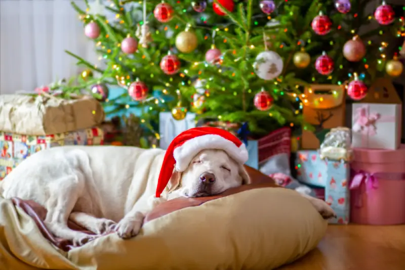 Webbox’s Top 20 Christmas Gifts for the Chilled-Out Dog