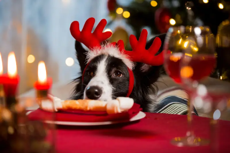 Webbox’s Top 20 Christmas Gifts for the Greedy Dog