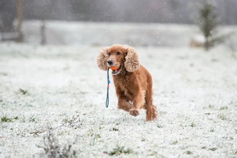 Webbox’s Top 20 Christmas Gifts for the Dog with the Zoomies