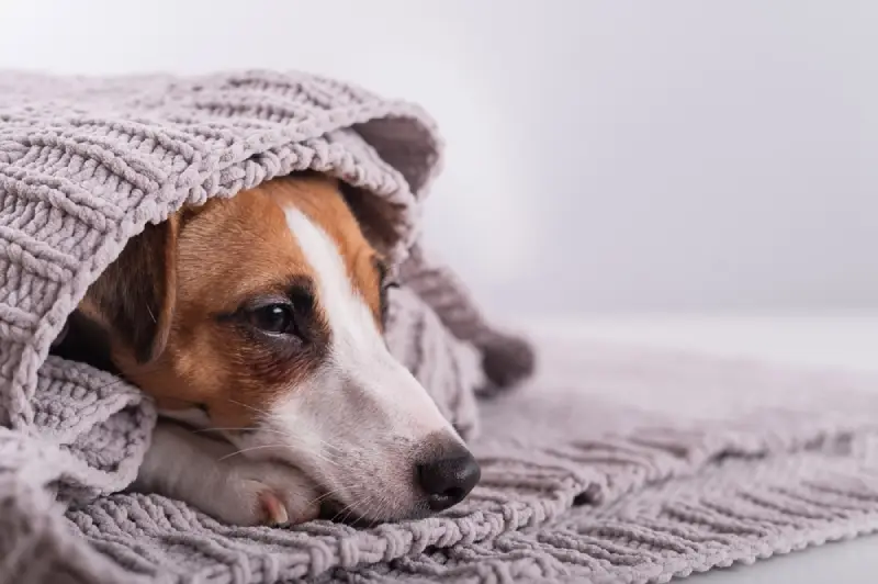 Webbox’s Top 20 Christmas Gifts for the Anxious Dog