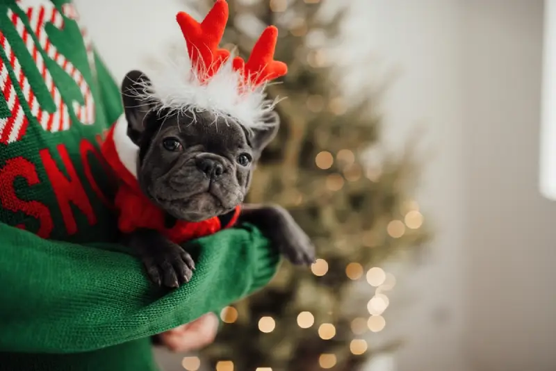 Webbox’s Top 20 Christmas Gifts for Puppies