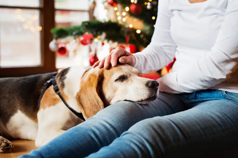 Webbox’s Top 20 Christmas Gifts for Older Dogs