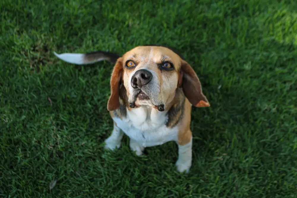Why Is My Dog Eating Grass?