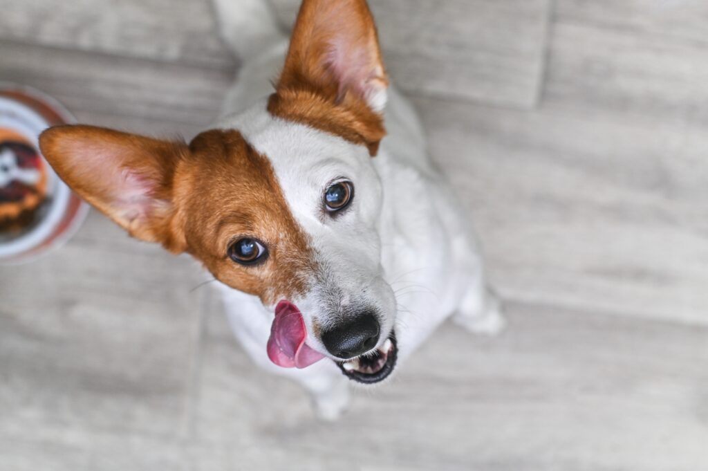 Brown and white dog licking mouth